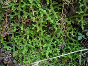 Selaginella denticulata